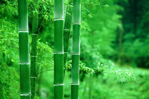绿色的竹子流水的微信图片