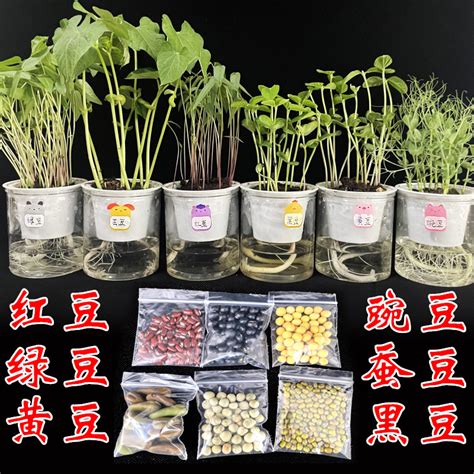 绿豆水培小盆栽养法