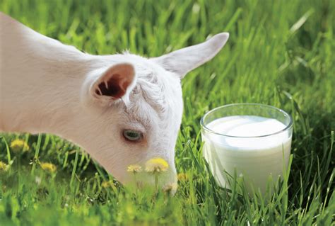 羊奶有养生功效吗