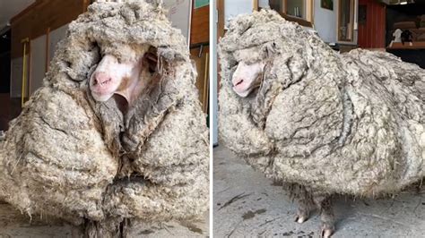 羊走失多年回来后剪了100斤羊毛