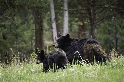美国一只黑熊突然从树林中冲出