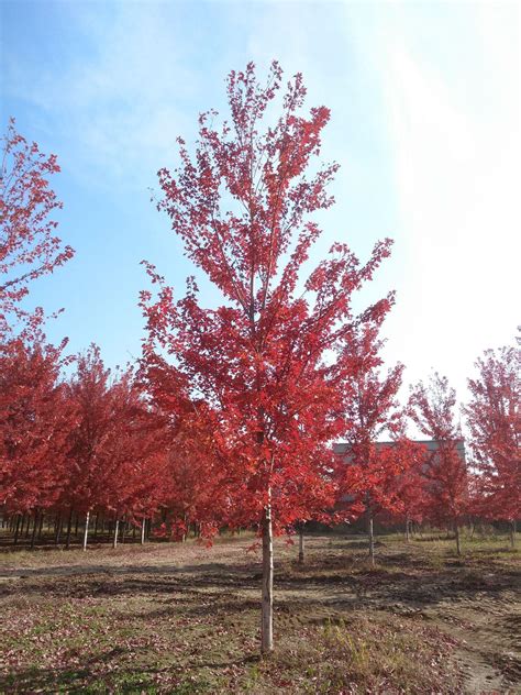 美国红枫种植管理技术
