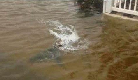 美国飓风鲨鱼游进市区