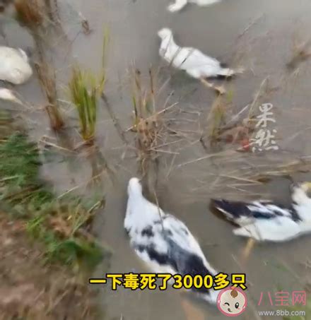 老人家4000只鸭子被人投毒