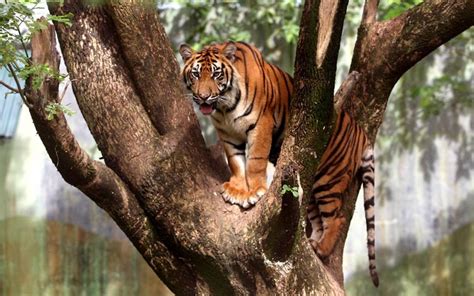 老虎会爬树吗