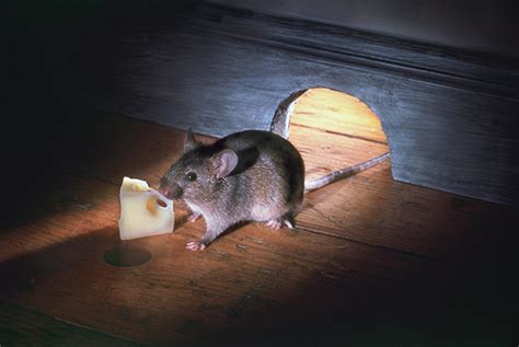 老鼠在男子房间生活了3年多