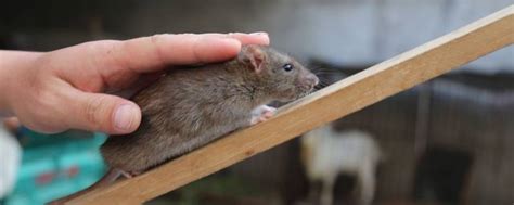 老鼠寿命一般多少年