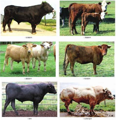 肉牛品种前十名图片