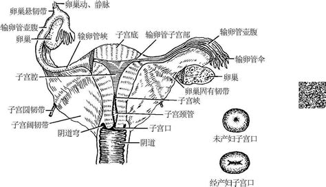 肛门和阴道生殖系统解剖
