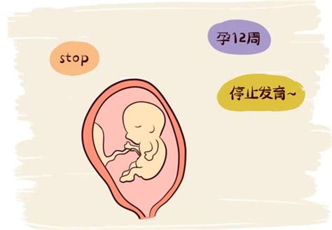 胎停育最早发生在第几周