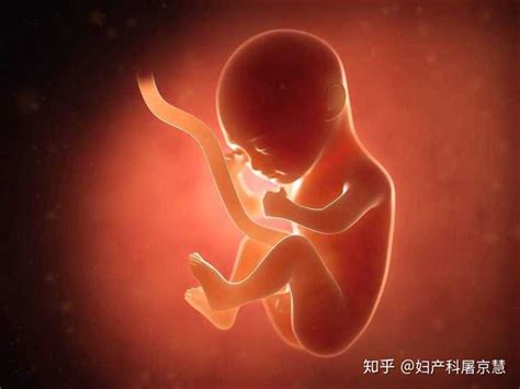胎儿多少周开始脐带绕颈