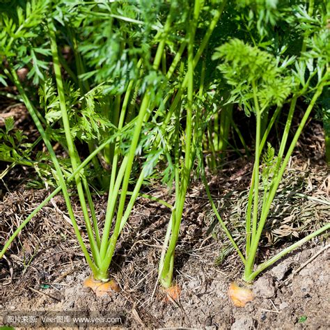 胡萝卜发芽了怎么种植