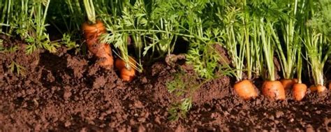 胡萝卜如何留种