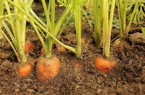 胡萝卜种植方法与步骤