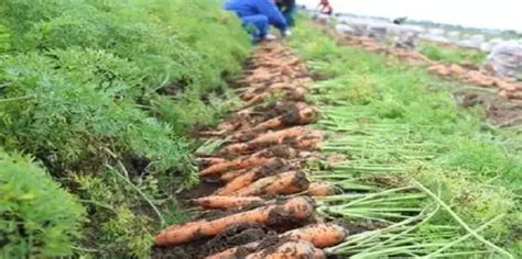 胡萝卜种植方法全过程