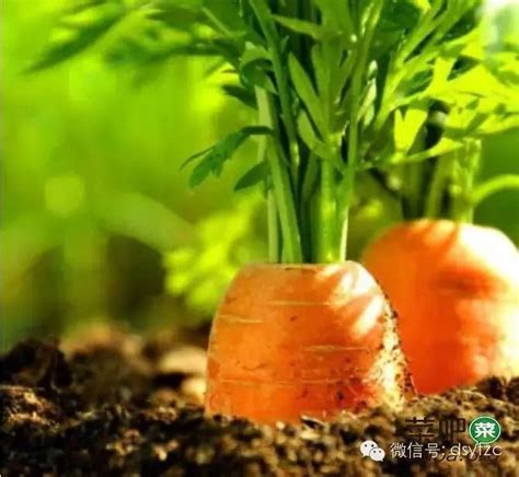胡萝卜种植方法和技巧