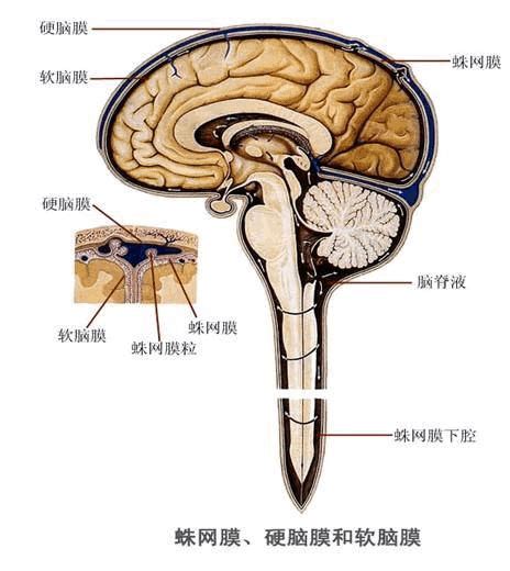 脑脊液引流手术的位置