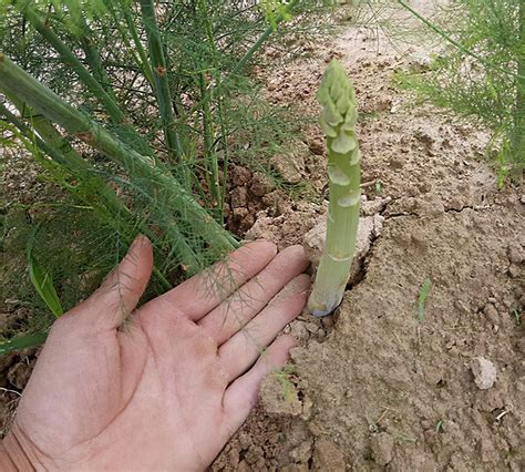 芦笋发芽后种植方法
