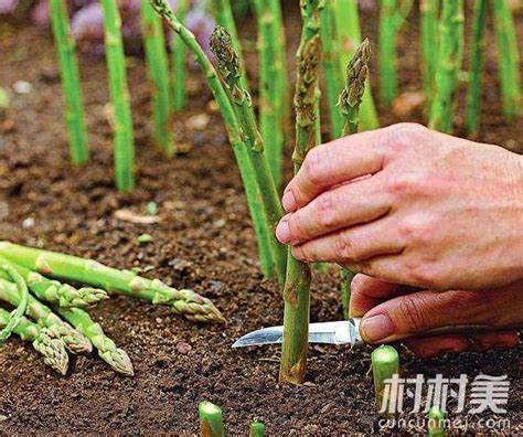 芦笋的种植方法
