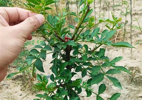 花椒树种植时间和方法