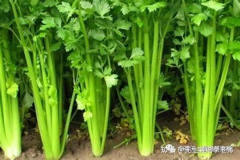芹菜用根可以种植吗