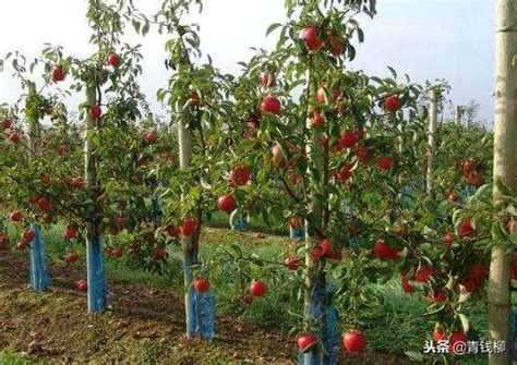 苹果矮化密植栽培技术