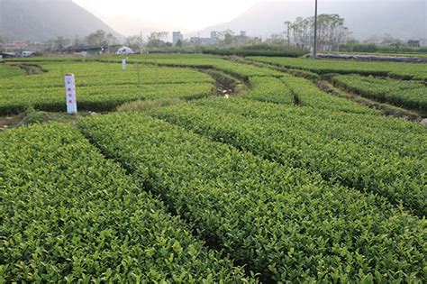茶叶树应该怎么种植才好
