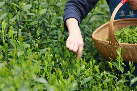 茶叶树是如何栽培的