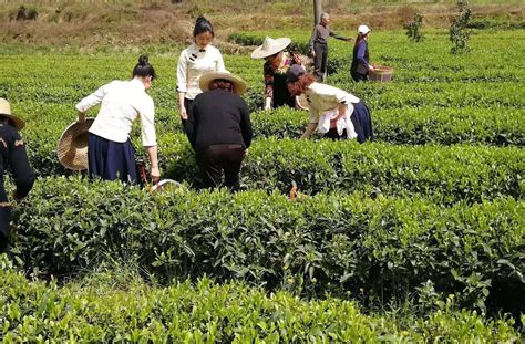 茶叶种植专业合作社简介