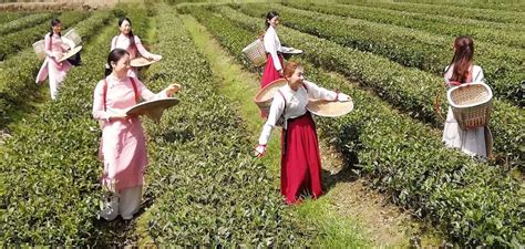 茶叶种植合作新模式是什么