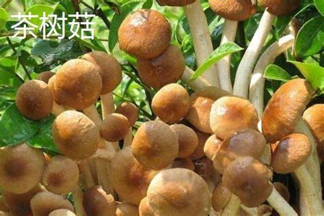 茶菇多少钱一斤