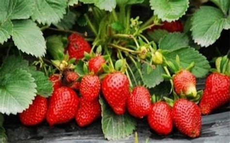 草莓为什么称为水果皇后