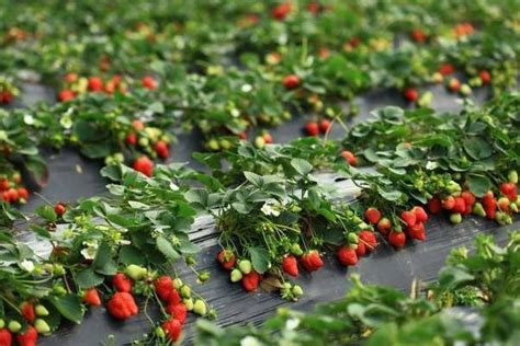 草莓几个季节能种植