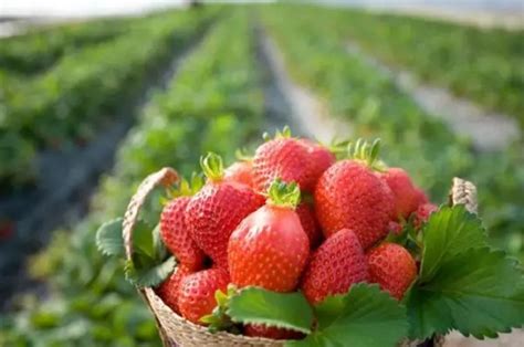 草莓几月份开始育苗
