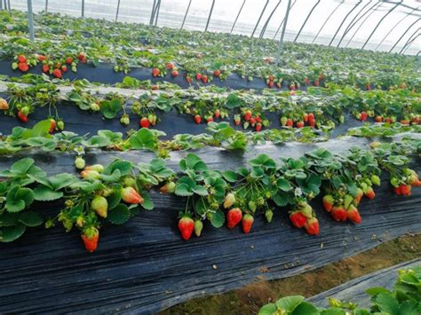 草莓如何种植又多又大