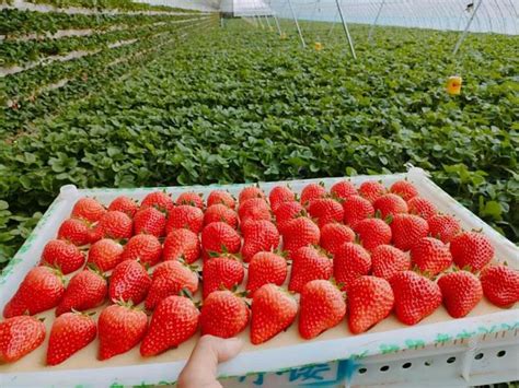 草莓如何种植才甜