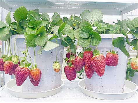 草莓室内种植注意事项