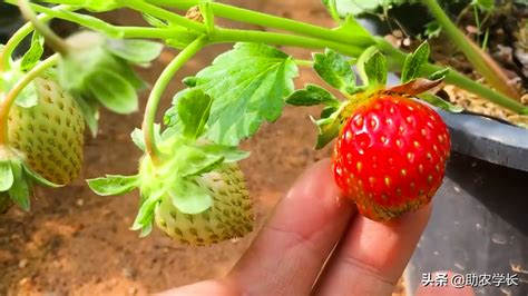 草莓怎么种才容易活而且长得好