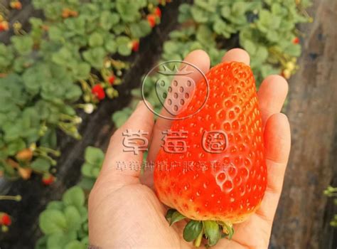 草莓怎样才能种甜