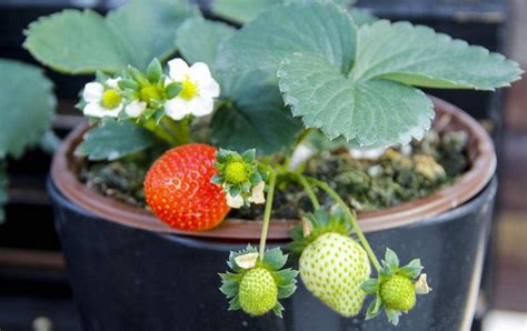 草莓现在可以种出来吗