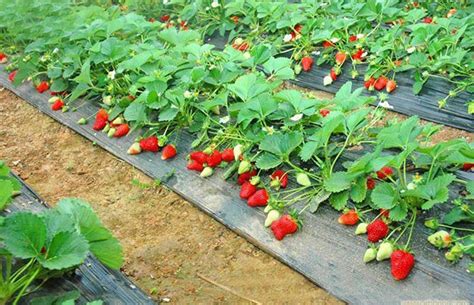 草莓的种植方法及管理