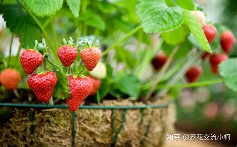 草莓直接种能结果吗