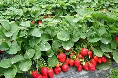 草莓种植一亩的利润
