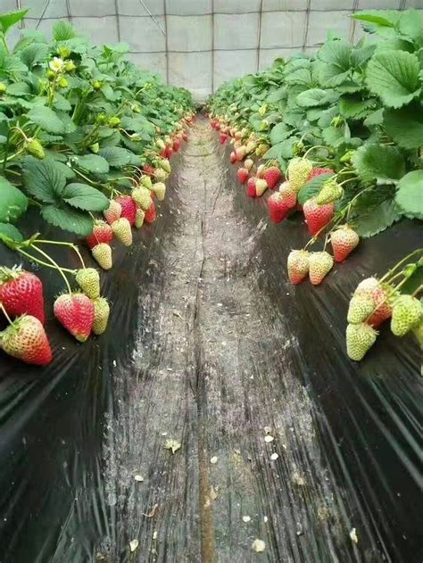 草莓种植全攻略