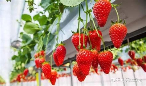 草莓种植前景及收益
