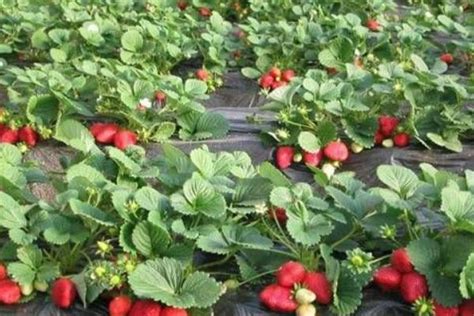 草莓种植前景及预测
