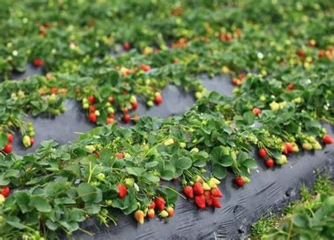 草莓种植在北方能过冬吗