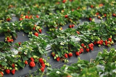 草莓种植密度和技术