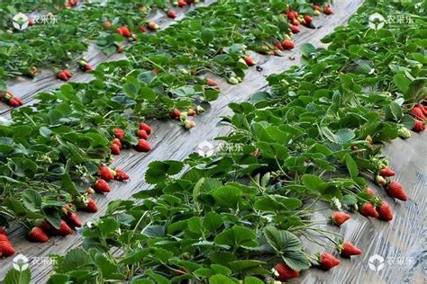 草莓种植新方案