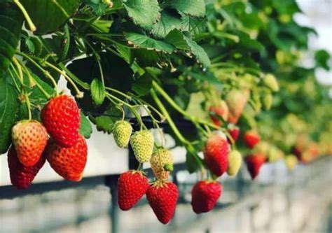 草莓种植方法技术要点